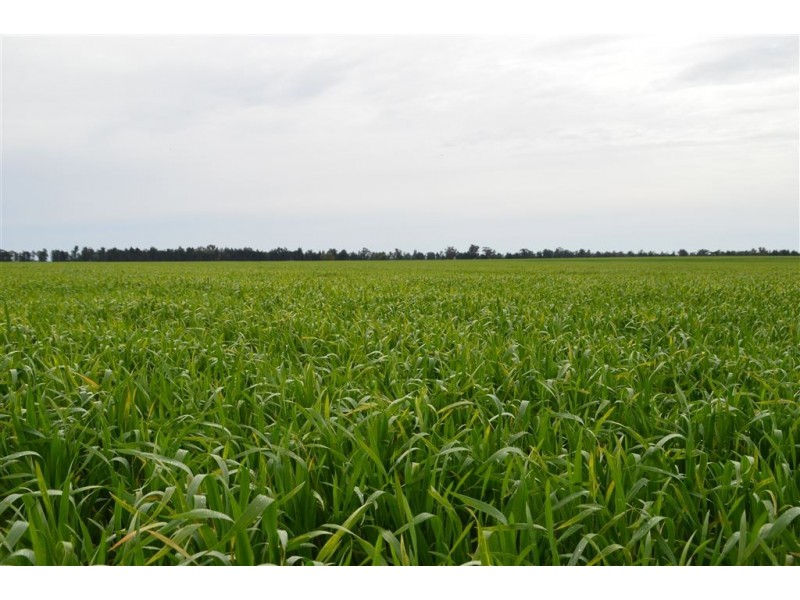 Thornleigh 1631 Faithfull Road, Sandigo via, Narrandera NSW 2700