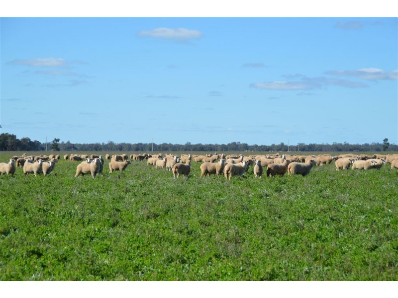 Thornleigh 1631 Faithfull Road, Sandigo via, Narrandera NSW 2700