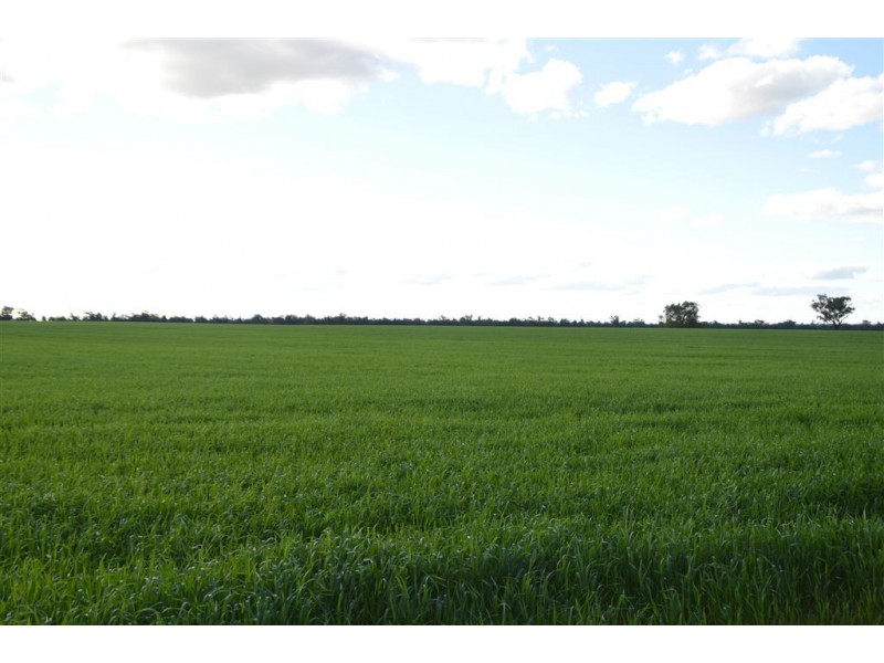 Thornleigh 1631 Faithfull Road, Sandigo via, Narrandera NSW 2700