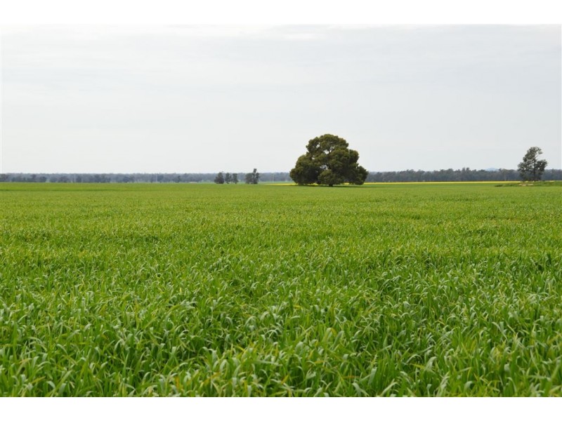 Thornleigh 1631 Faithfull Road, Sandigo via, Narrandera NSW 2700
