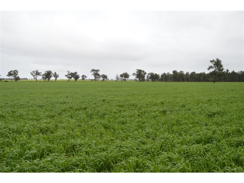 Thornleigh 1631 Faithfull Road, Sandigo via, Narrandera NSW 2700