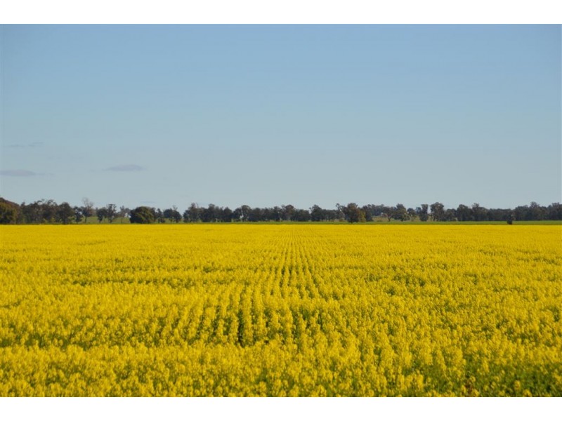 Thornleigh 1631 Faithfull Road, Sandigo via, Narrandera NSW 2700