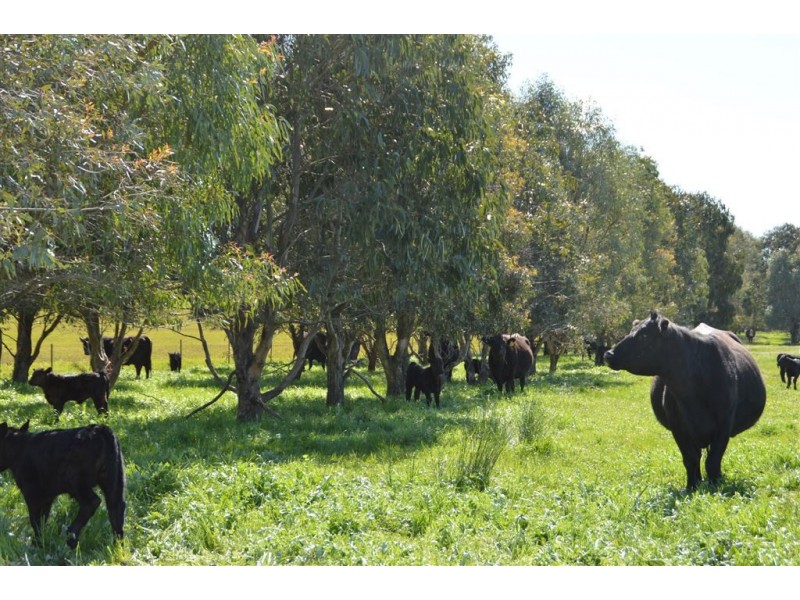 Gregadel Gregadoo via, Wagga Wagga NSW 2650