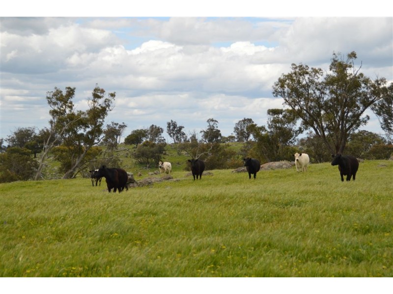 Twosey 96 Whitakers Lane, Marrar via, Wagga Wagga NSW 2650