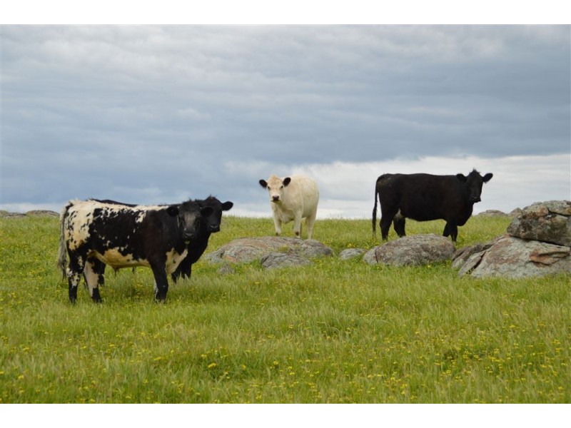 Twosey 96 Whitakers Lane, Marrar via, Wagga Wagga NSW 2650