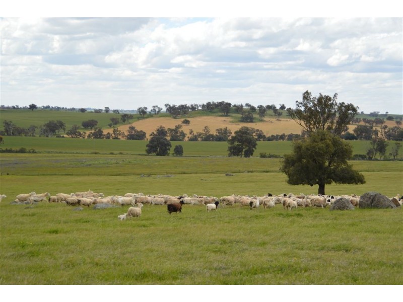 Twosey 96 Whitakers Lane, Marrar via, Wagga Wagga NSW 2650