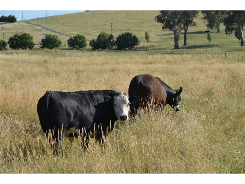 392 Lacmalac Road, Tumut NSW 2720