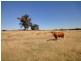 Killawarra VIC 3678