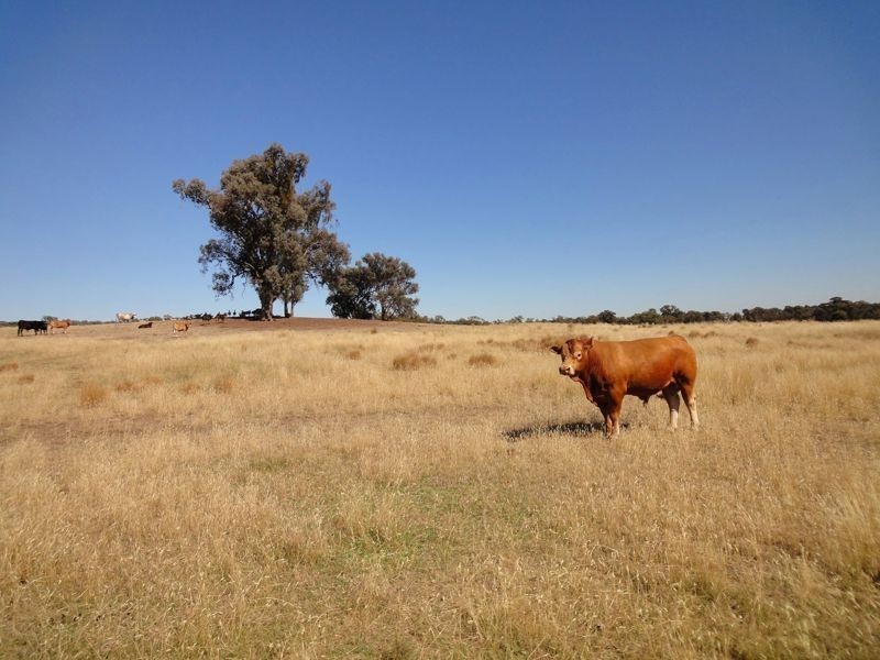 Killawarra VIC 3678