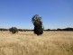 Killawarra VIC 3678