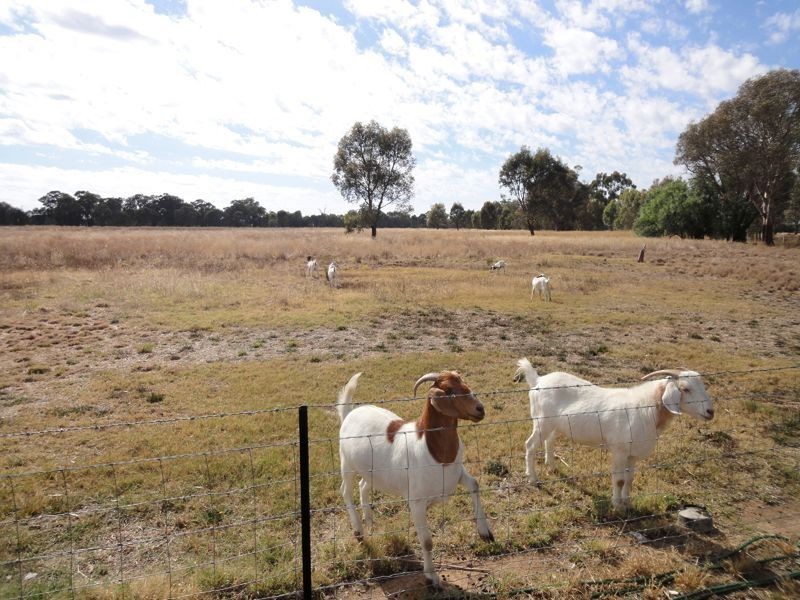 Wangaratta VIC 3677