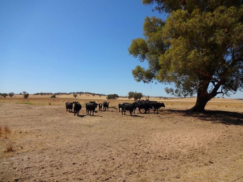 700 Boralma-Rutherglen Road, Wangaratta VIC 3677