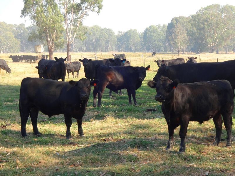 Markwood VIC 3678