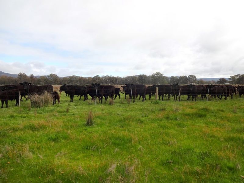 200 Panes Lane, Laceby VIC 3678