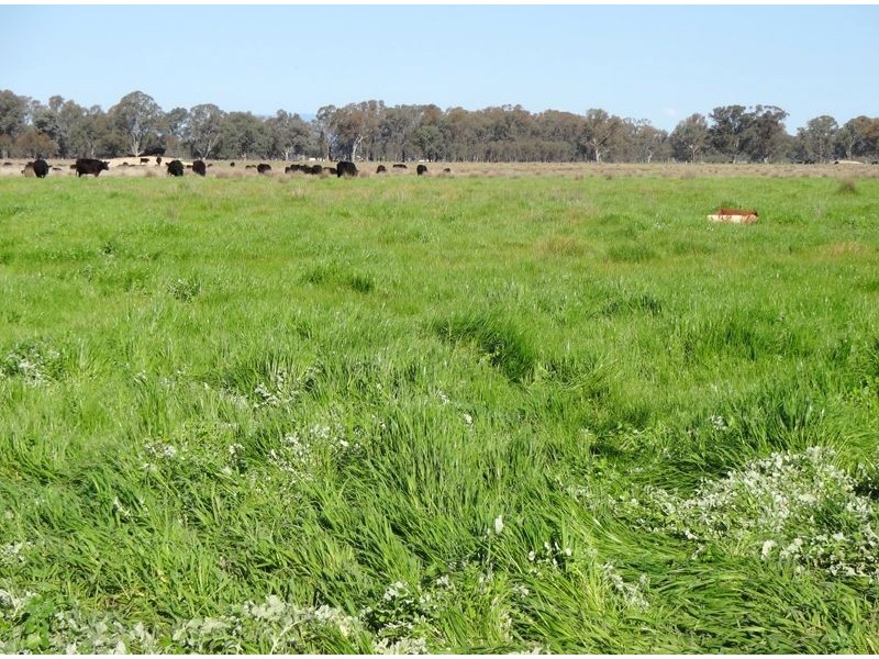 200 Panes Lane, Laceby VIC 3678