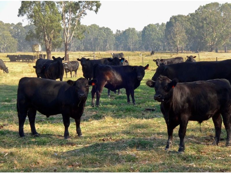 101 Markwood – Everton Road, Markwood VIC 3678