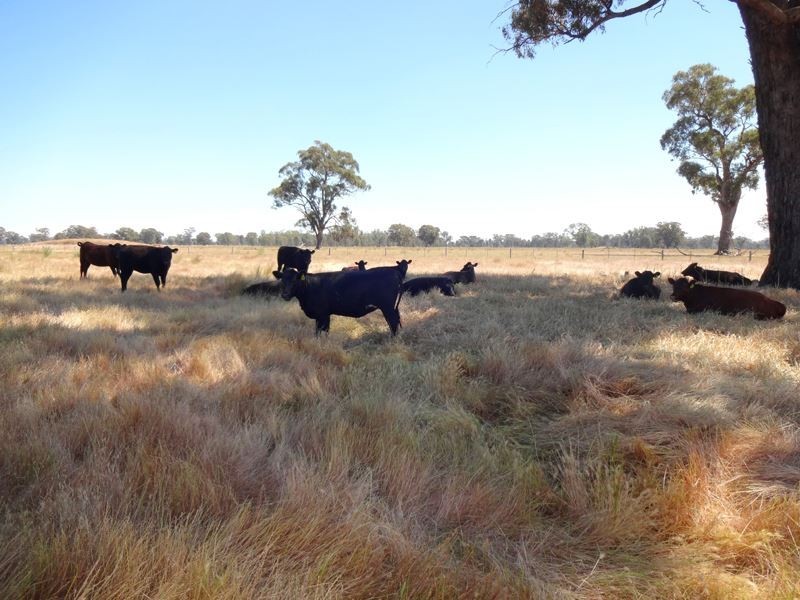 0 Keoghs Road, Boorhaman East VIC 3678