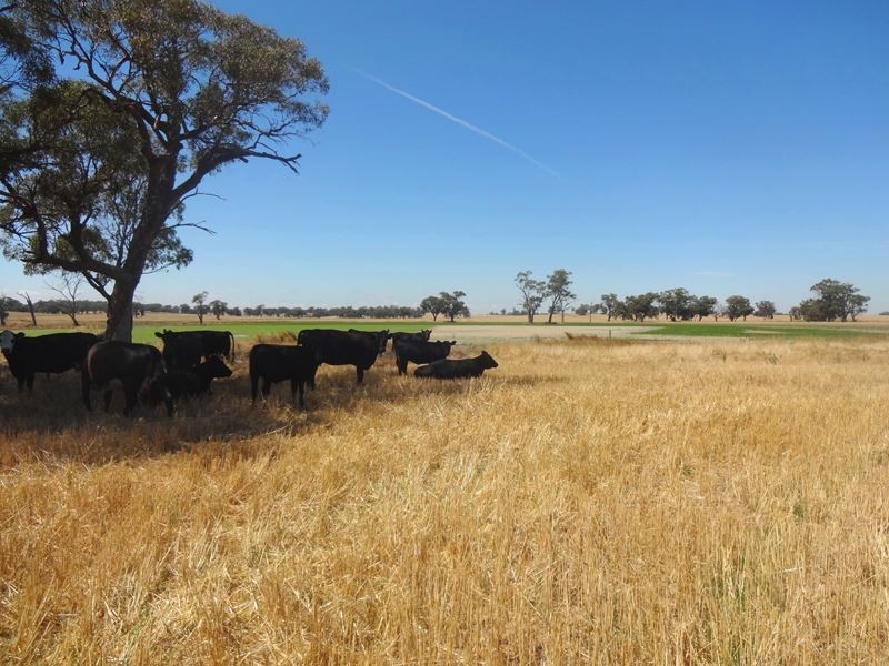 785 Boomahnoomoonah East Road, Bundalong VIC 3730