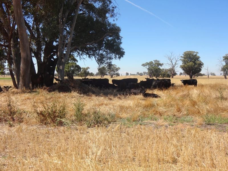 785 Boomahnoomoonah East Road, Bundalong VIC 3730