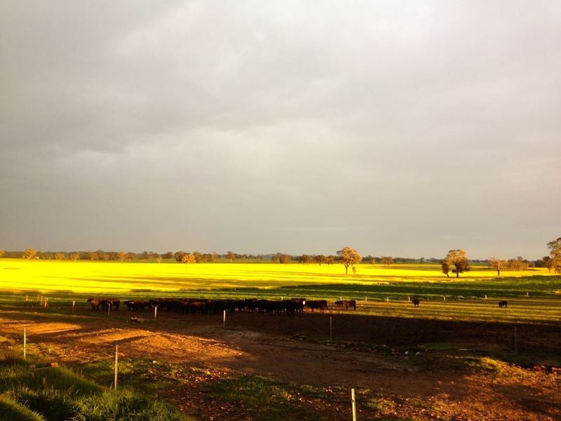 785 Boomahnoomoonah East Road, Bundalong VIC 3730