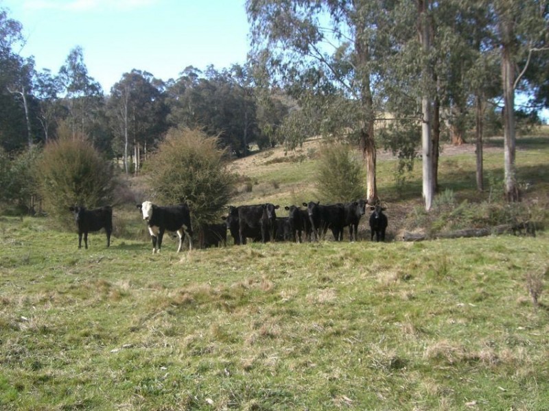 177 Mount Way Track, Yalmy VIC 3885