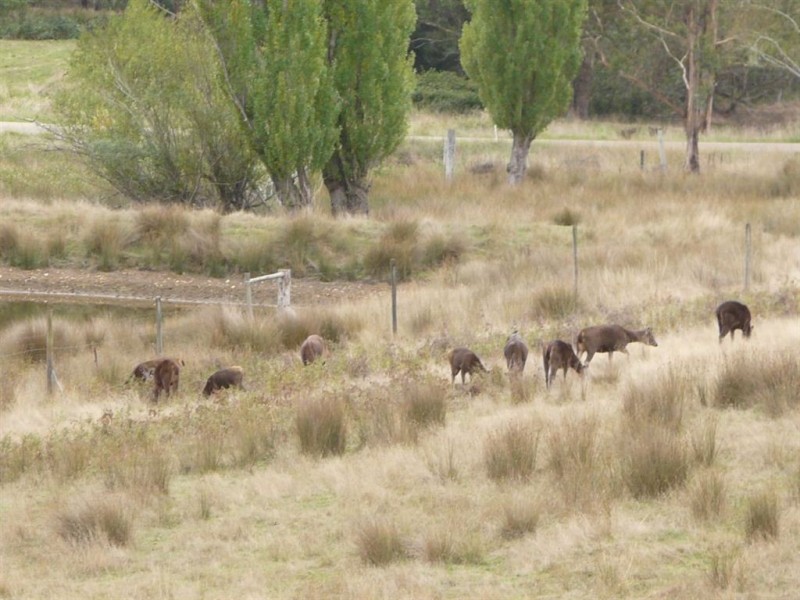 5345 Dargo Road, Cobbannah VIC 3862