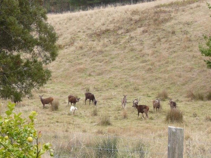 5345 Dargo Road, Cobbannah VIC 3862