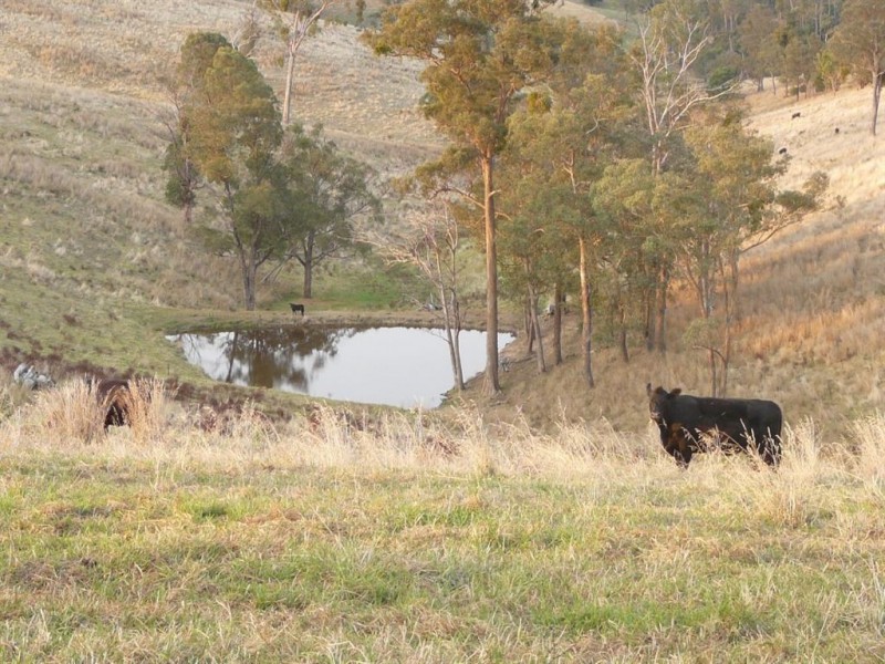 558 Timbarra Road, Buchan VIC 3885