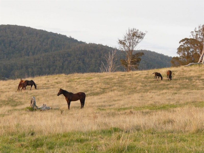 558 Timbarra Road, Buchan VIC 3885