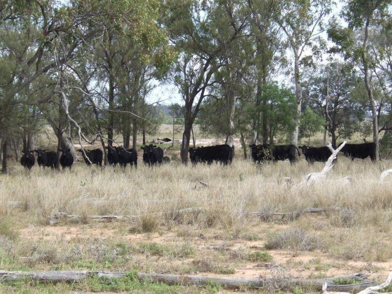 000 Wambianna Road, Millmerran QLD 4357