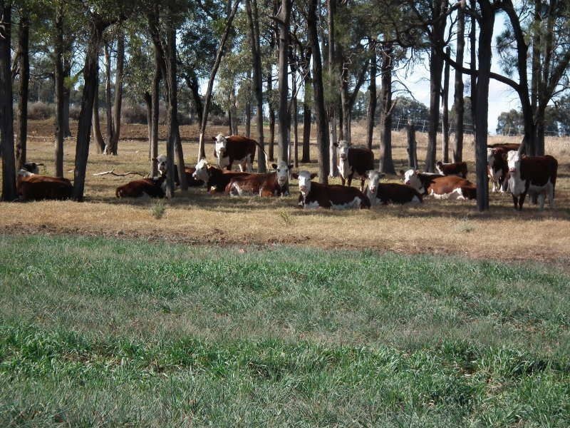 000 Millmerran-Inglewood Road, Millmerran QLD 4357