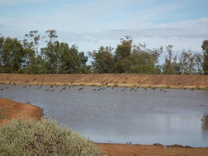 Rossmore Flinton, Moonie QLD 4406