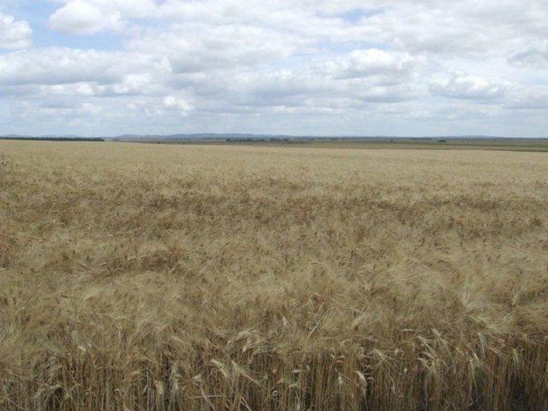 . Cooinda, Pittsworth QLD 4356