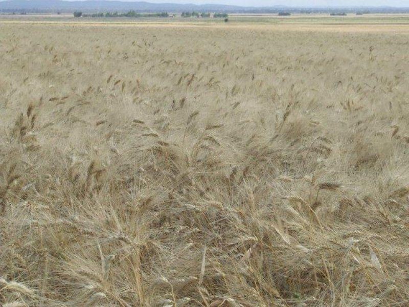 . Cooinda, Pittsworth QLD 4356