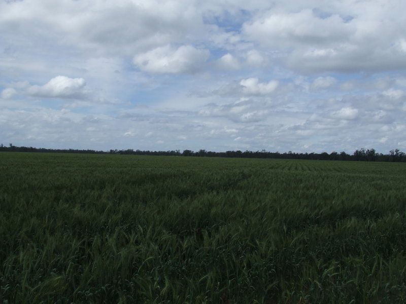 . ., Cecil Plains QLD 4407