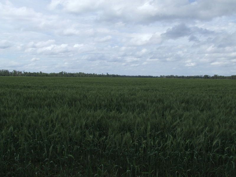 . ., Cecil Plains QLD 4407