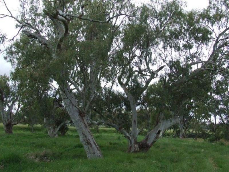 Felton Inn Toowoomba-Karara, Pittsworth QLD 4356