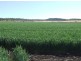 . Linthorpe Valley, Pittsworth QLD 4356