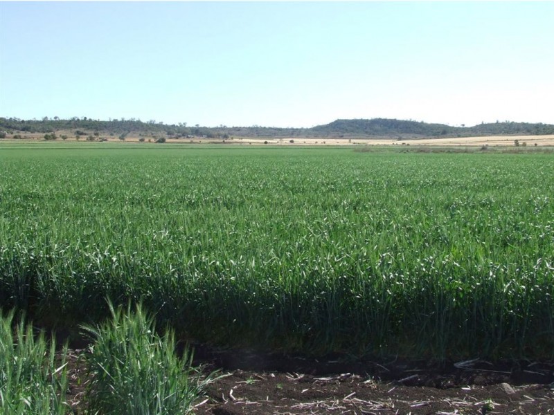 . Linthorpe Valley, Pittsworth QLD 4356