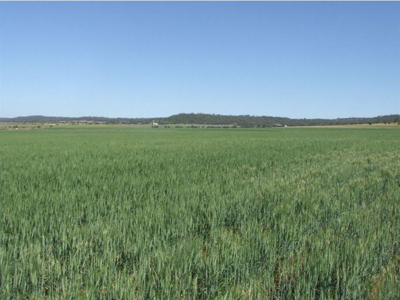 . Linthorpe Valley, Pittsworth QLD 4356