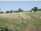 . Wyangapinni Road, Rossvale, Pittsworth QLD 4356
