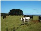 207 Ransons Road, Lileah TAS 7330