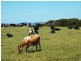 207 Ransons Road, Lileah TAS 7330