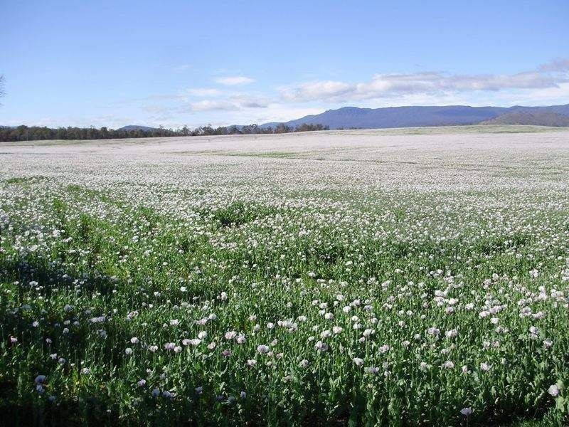 5467 Poatina Road, Cressy TAS 7302