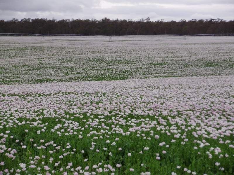 5467 Poatina Road, Cressy TAS 7302