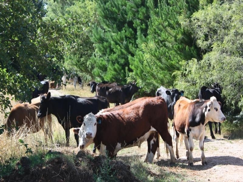 42 Bilsons Road, Irishtown TAS 7330