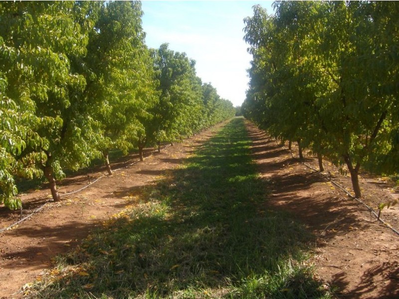 102 Cobram South Road, Cobram VIC 3644