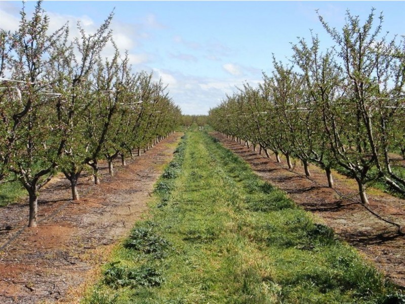 484 Cobram South Road, Cobram VIC 3644