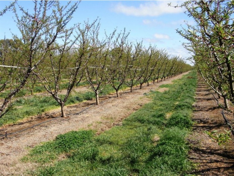 484 Cobram South Road, Cobram VIC 3644