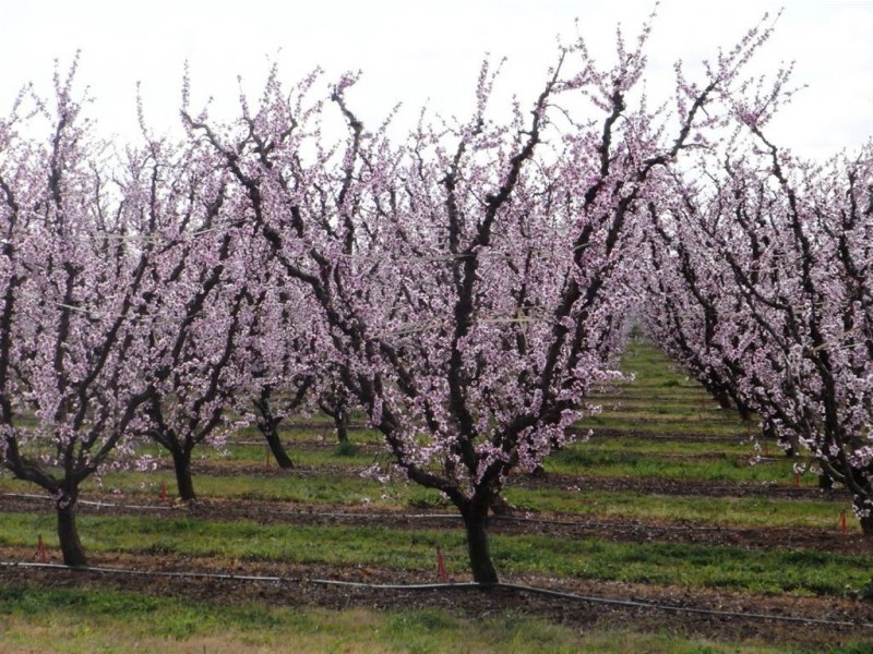 484 Cobram South Road, Cobram VIC 3644